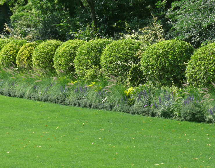 Jardin de la Rose – Sébastien LAMBO