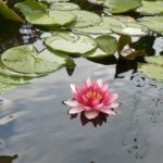 La transparence – Philippe de Vries